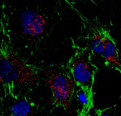 MilliporeSigma TXNIP, Mouse, Unlabeled, Clone: 3A7.1, 100&mu;g; Unlabeled:Antibodies,